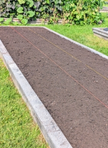 I grow strawberries every year. For the move, three new beds are prepped in the vegetable garden with organic soil that was fed and raked. Two lines of twine are set up down the entire length of the bed to delineate two separate mounds for the plants.