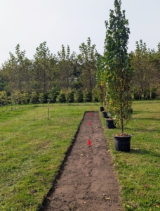 I’ve been working hard on my living maze since I started planting it in the spring of 2022. I carefully plan and design every puzzling path and row of plants. And then I print a detailed schematic for my gardeners to follow. I am very proud of how it is growing so far. And yes, like a true maze there is only one right way from the entrance to the goal location. These Parkland Pillar Birch trees are next to be planted. They are thoughtfully placed in a row that has already been stripped and measured.
