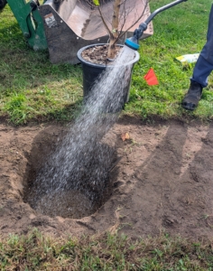 When the soil is very dry, I instruct my team to fill the hole with water first before planting.
