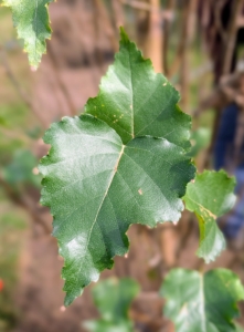 The Parkland Pillar Birch has dense dark green foliage that turns a beautiful golden yellow in fall. It's known for its narrow, upright habit and interesting white colored bark.