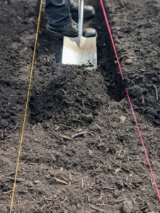 Matt uses a spade to lift the soil and transfer it to the designated mounds, while keeping the center trench neat and tidy.