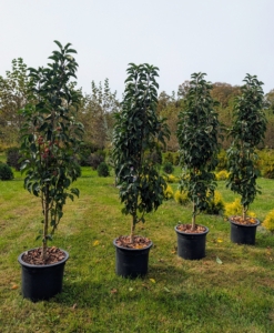 I also planted these Green Wall Spire Crabapple trees. These will grow to about 20 feet tall and five feet wide.