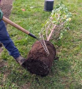 Chhiring uses a hard rake to carefully scratch the root ball and stimulate growth. Essentially, small portions of the root ball are cut to loosen the roots and encourage new development.