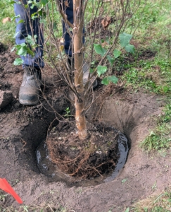 Chhiring places the tree in the hole and makes sure it is planted at the right height. The top of the root ball should be level with the top of the hole when in place.
