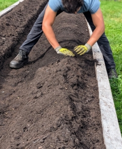 Matt then shapes the two side mounds. Growing strawberries on these small hills improves drainage, provides more air circulation, and allows for proper spacing, which is essential for fruit size and crop yield.