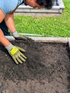 The mounds are about six to eight inches tall - plenty of room for growing roots. Matthew is careful to make neat, rounded mounds for the strawberry runners.