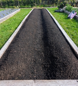 Here is a view after the mounds are properly shaped and tamped down. These beds with the middle dug out will also make it easier to walk through and harvest fruits next summer.