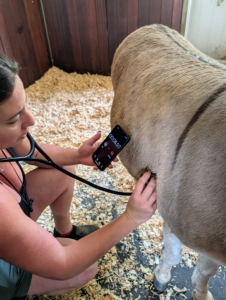 She goes around the stable and also checks the donkeys. Truman "TJ" Junior is one of my male donkeys, also referred to as a "jack." His heart rate is within the desired range.