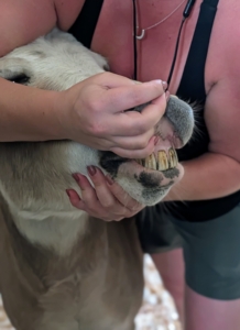 Helen checks TJ's gums. Mucous membrane color can be a quick indicator of a horse’s health. The gums should be a pink to pale pink color and moist to the touch. To take his capillary refill time, or CRT, Helen lifts the donkey's lips, presses a finger firmly against the gums, and then takes it away. She counts the number of seconds it takes for the color to return to the area. It should come back quickly – and TJ's did.