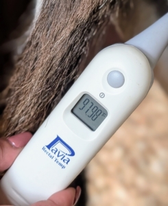 Taking the temperature is another step in the TPR process. Helen uses a digital thermometer. His temperature is about 98 degrees Fahrenheit, which is well within the normal range for adult donkeys, horses, and ponies.