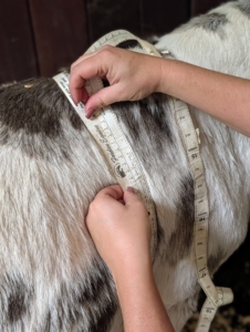 Here, their approximate weight is taken using the tape.