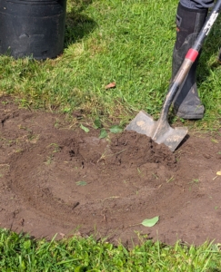 Each hole is dug precisely with enough room for the plant’s root ball. The rule of thumb when planting is to dig the hole two times as wide as the rootball and no deeper than the bottom of the rootball, similar to how it is in its pot.