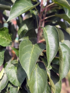 The foliage is glossy and green in summer, bronze in fall, and in spring, this tree is covered in white flowers.