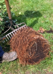 And then the root ball is scarified. I teach all my outdoor grounds crew members how to scarify.