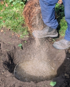 I always say, "if you eat, so should the plants." Chhiring sprinkles more Miracle-Gro Organic All-Purpose Plant Food into the hole.