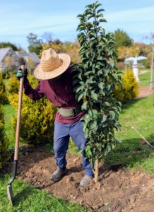 And backfills again - remember, only plant up to the flare, where the tree meets the root system.