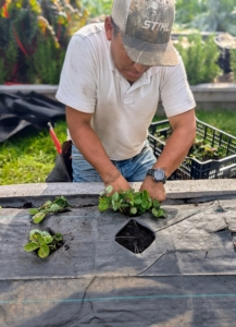 Once the plant is at its proper depth, Phurba backfills and tamps down lightly to ensure good contact with the soil.