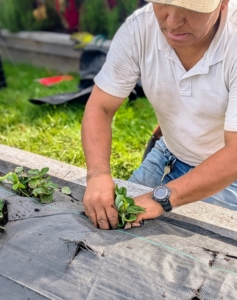 As Matt cuts holes, Phurba plants. Strawberry plants can be placed about six to eight inches apart.