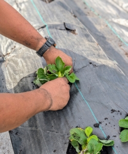 Planting strawberries at the right depth is important – if the crown is buried, the plant could easily rot. Be sure to plant strawberries in mid-spring or early fall, when soil is warm, to give them the best chance of survival.