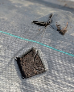 He cuts an "x" in the fabric and then folds the cut sides under the cloth, so a square hole is made for planting.