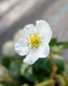Some of the plants are confused and showing off flowers, which typically bloom in spring.
