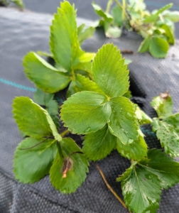 Among the varieties planted - ‘Jewel,’ ‘Galletta,’ ‘AC Valley Sunset,’ ‘Earliglow,’ ‘Sparkle,’ and ‘Honeoye.’ I am sure these strawberries will thrive here and, once established, produce lots of flavorful sweet summertime fruits.