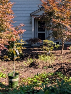 Whenever planting, always consider spacing needs. Be sure to plant with the specimen's mature size in mind.