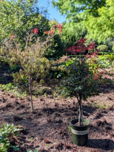 Areas were cleared of plants and trees were strategically placed.
