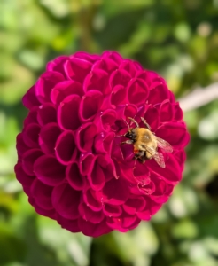 The majority of dahlia species do not produce scented flowers, but they are brightly colored to attract pollinating insects such as bees and butterflies.