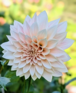 Dahlias produce an abundance of blooms throughout early summer and again in late summer until the first freeze.