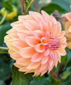 There are new dahlias popping up every day. Dahlias come in shades of pink, red, yellow, orange, purple, white, and various combinations of these colors.