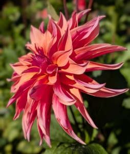 The various forms range from charming single, daisy-like flowers to the popular double varieties which can range from the two-inch-pompons to 12-inch dinner plate size. They are divided into 10 groups: single, anemone, collarette, waterlily, decorative, fall, pompon, cactus, semi-cactus, and miscellaneous.