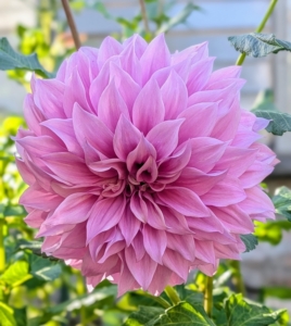 To prevent wilting, cut only in the early morning or late afternoon. And only cut them after they open to mature size – dahlias will not open after cutting.