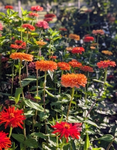 Down by my chicken coops in my former vegetable garden, I now have a space dedicated to annuals, where varieties could be organized in beds by size, color, and bloom time. This week, some of the big showers are these zinnias.
