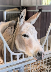 TJ watches from his stall gate. Donkeys are very curious.
