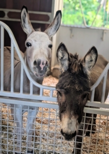 It's a lot to care for horses, donkeys, and a pony, but it's also very rewarding to see them healthy and happy.