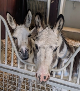 After the male donkeys are done, it's time to go next door to see the girls, or "jennies." Billie and Jude "JJ" Junior are just in the stall next door. Donkeys are very attached to others in their herd, so it's important to keep them close.