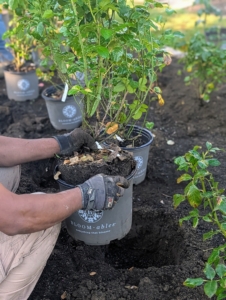 Pasang carefully removes a rose from its pot. Do this slowly, especially if the root ball is moist and crumbling.