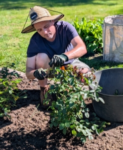 Ryan follows behind each planted rose and grooms it, pruning any dead blooms.