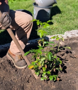 Pasang also looks to see that the plant is straight and that its best side faces out. Lastly, he gently tamps the soil down around the plant to establish good contact.