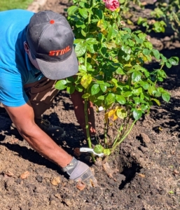 And then places the rose into the designated hole and checks to see that it is at the same level as it was in the pot. The soil should be just under the graft.