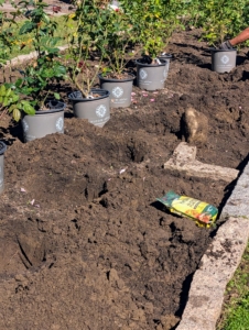 When planting, make sure the hole is slightly wider but equal in depth to the rose’s root ball. These holes are about 15 to 18 inches deep by 18 to 24 inches wide.