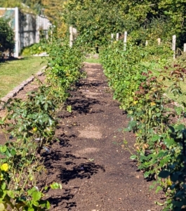 Newly planted and just given a generous watering - I think these roses will look so beautiful here. I am excited to see them grow and bloom in this space.