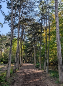 The Cedar Walk is a 300-foot path through an allée of high eastern and western cedars. A hammock at one end provides respite for visitors.