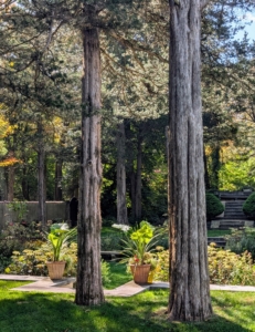 I encourage you to visit Caramoor Center for Music and the Arts the next time you're in the area - it's open all year round. Check out its calendar at caramoor.org or stop in for a pleasant walk through the historic gardens.