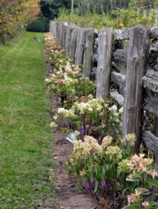 The Little Hottie® panicle hydrangeas are lined up perfectly and spaced evenly. These plants are about two feet apart, which will allow branches to grow together and create a nice hedge.