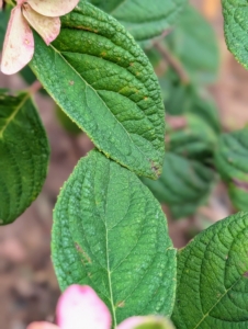 Hydrangea leaves are opposite, simple, stalked, pinnate, and four to eight inches long.