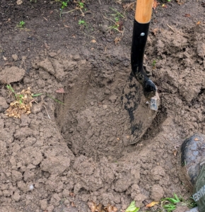 Chhiring digs a hole appropriately sized for the potted plant. The rule of thumb in gardening is to make a hole two to three times wider than the original pot and slightly deeper.