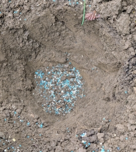 Chhiring sprinkles fertilizer into the hole and mixes it with the existing and surrounding soil.
