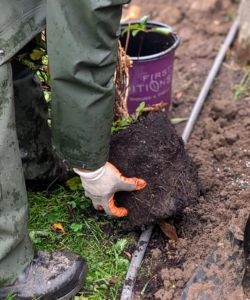 As with any plant, the root ball is teased on all the sides and the bottom to stimulate growth.